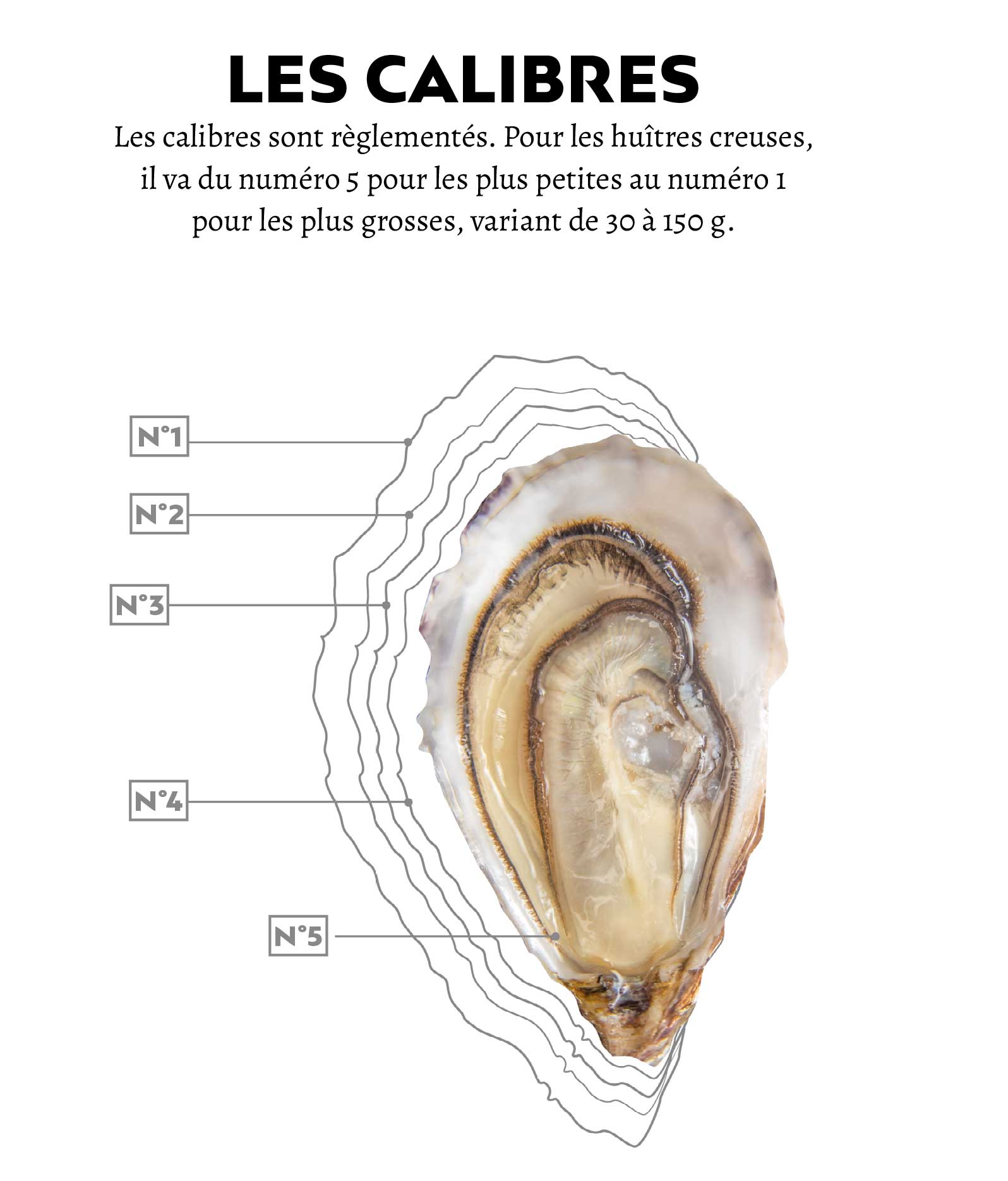 Produits Huitres Charente Maritime Produits Huitres Charente Maritime
