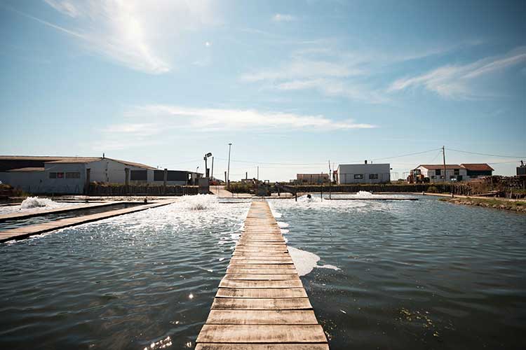 dégorgeoir  huître Charente Maritime