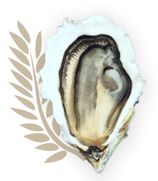 Huîtres Charente Maritime bien plus qu'une huître