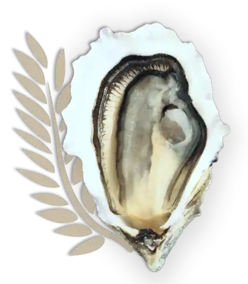 Huîtres Charente Maritime bien la magie des fêtes a le goût du partage