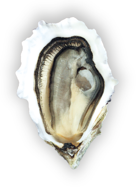 HCM Fine de claire plus qu'une huître