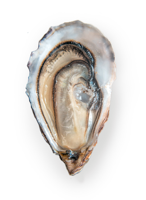 HCM Fine de claire plus qu'une huître