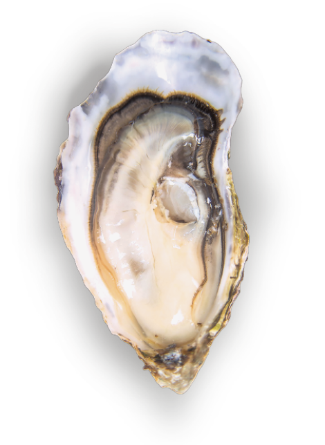 HCM Fine de claire plus qu'une huître