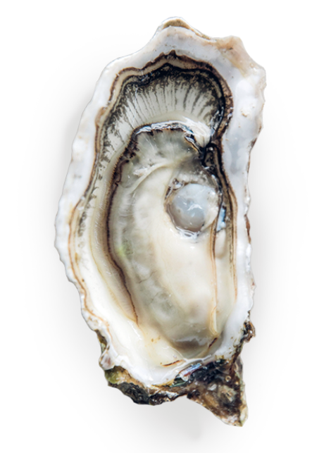 HCM Fine de claire plus qu'une huître